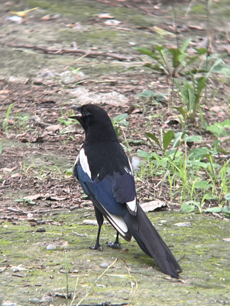 orientskjære - ML644766342