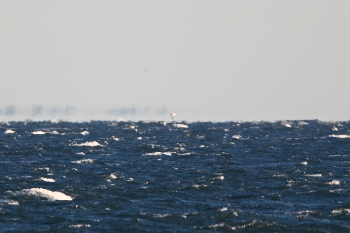 Kara Ayaklı Martı - ML644766344