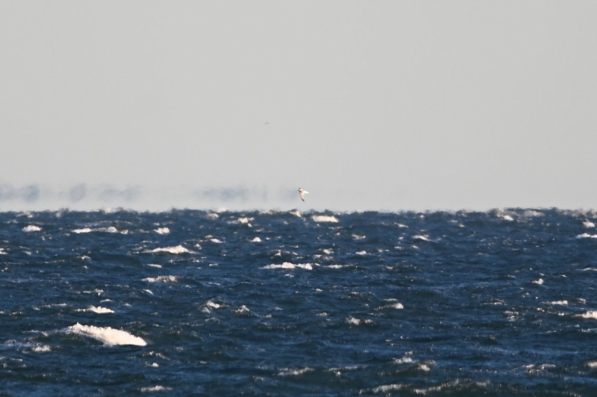 Kara Ayaklı Martı - ML644766353