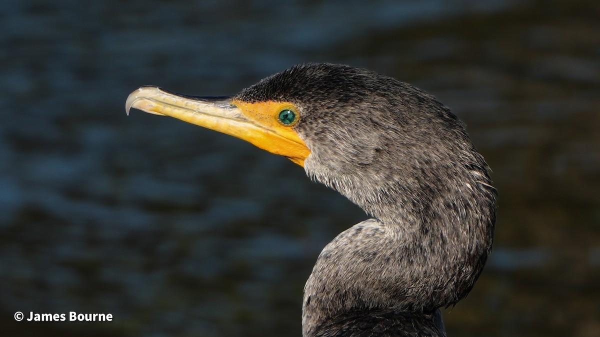 totoppskarv - ML644766359