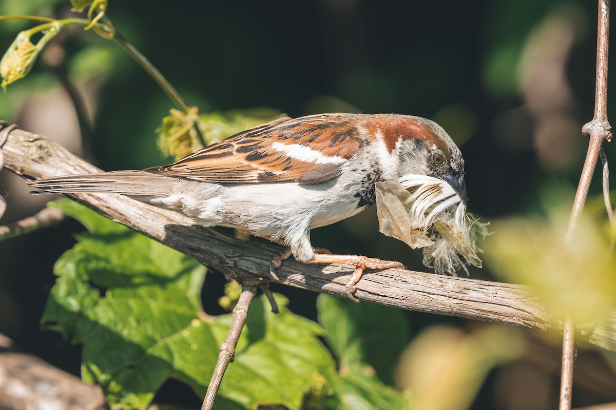 דרור הבית - ML644766366