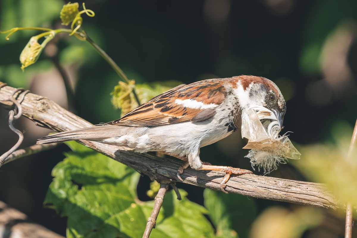 דרור הבית - ML644766367