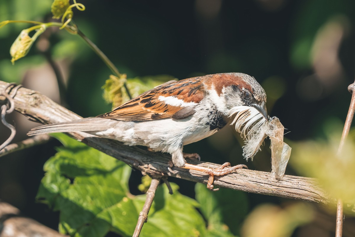 דרור הבית - ML644766368