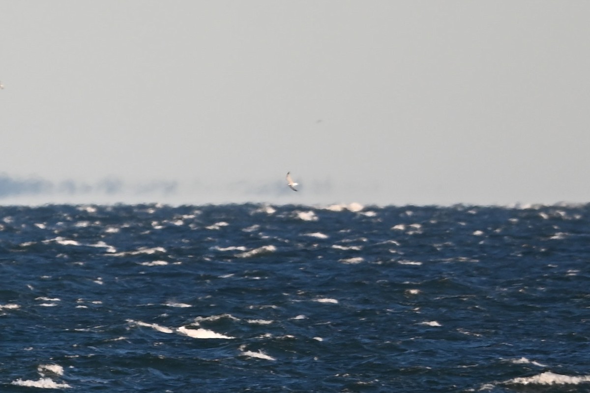 Kara Ayaklı Martı - ML644766371