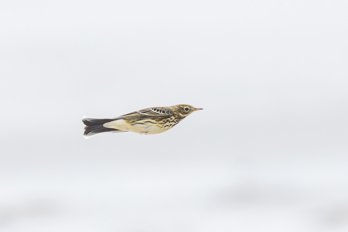 Pispola - ML644766387