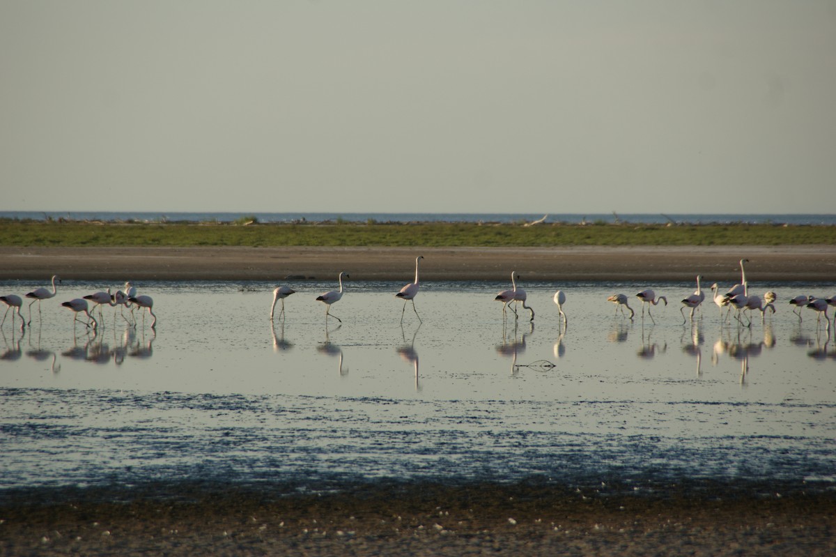 Andean Flamingo - ML644766389