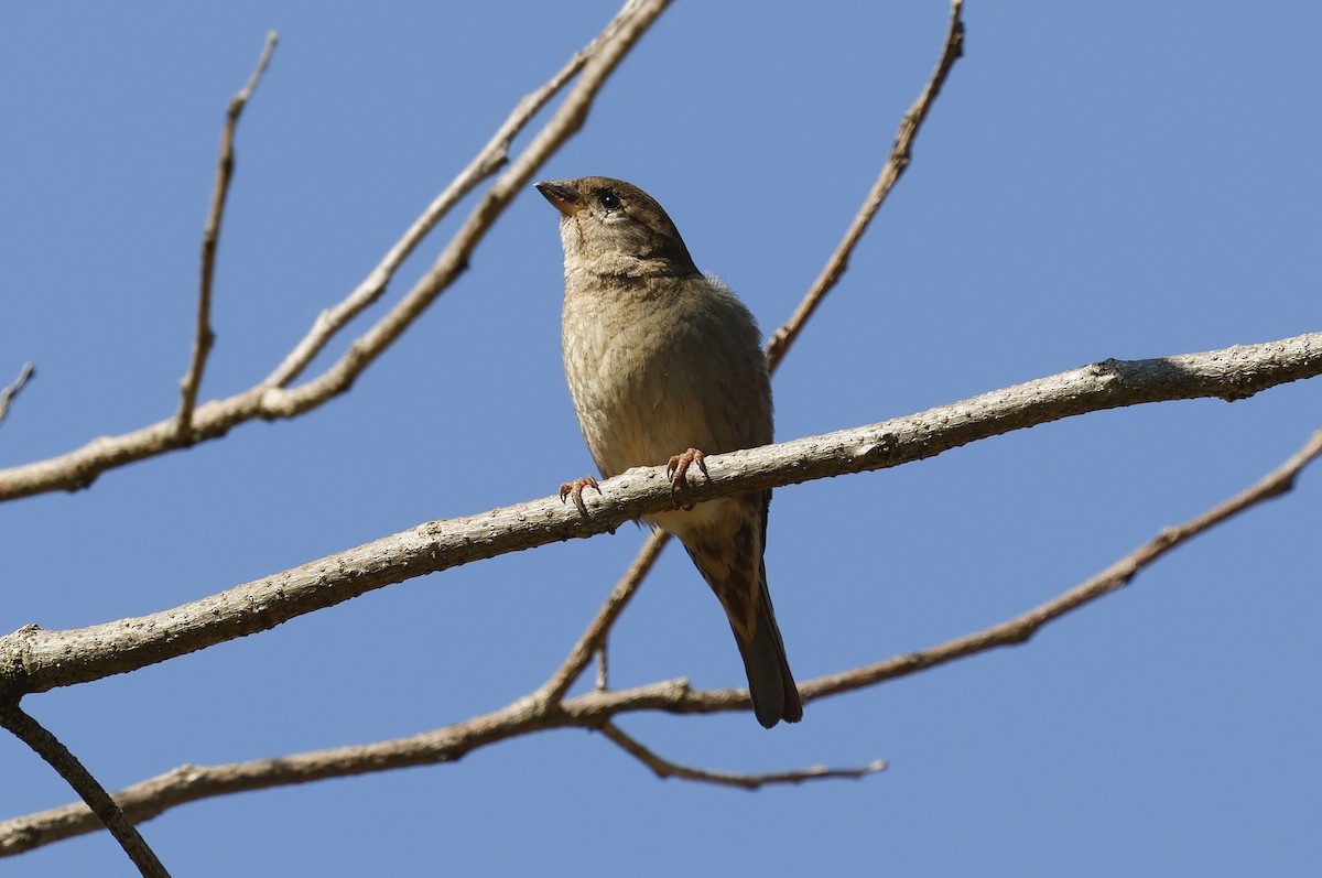 דרור הבית - ML644766390