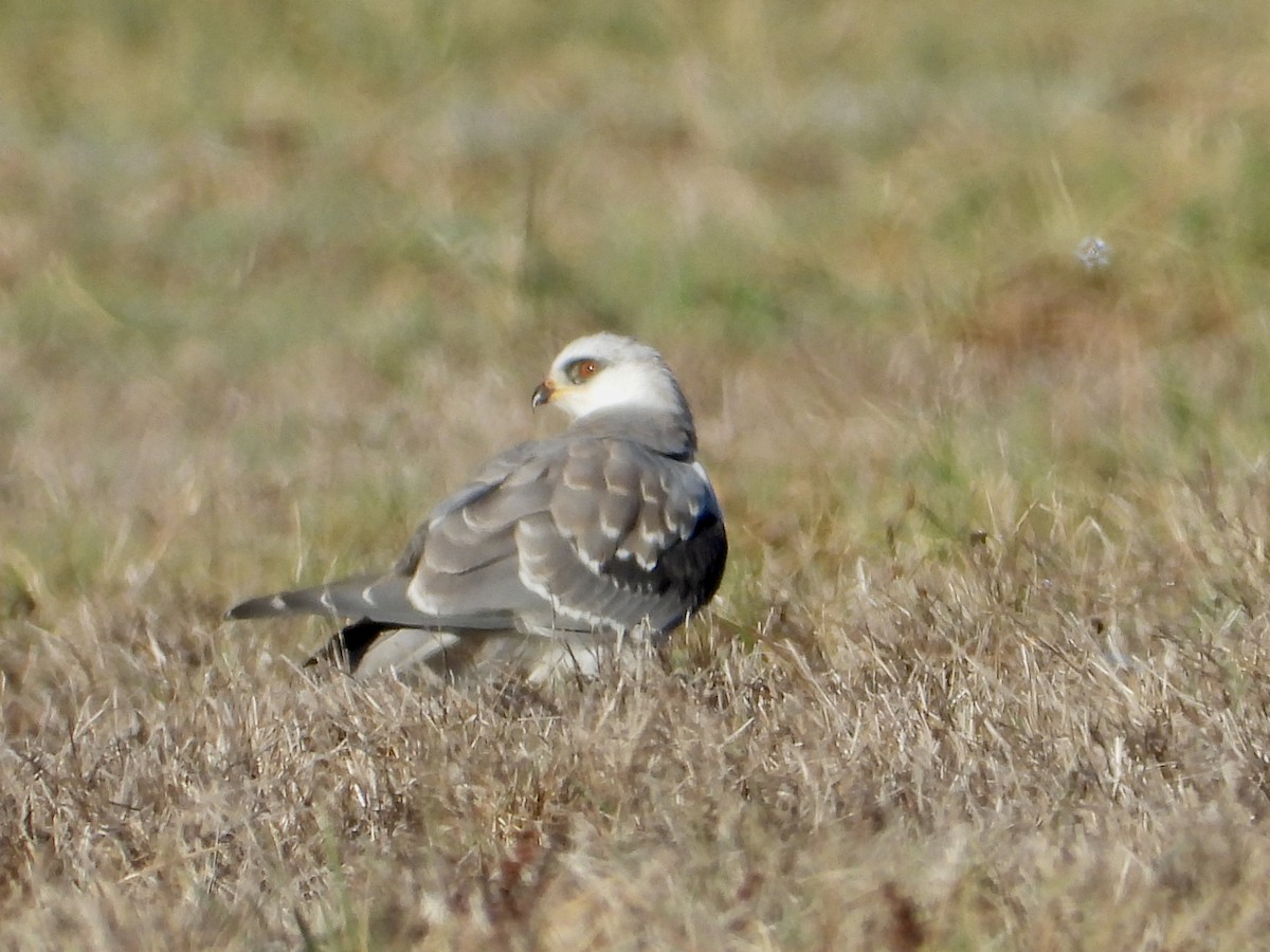 White-tailed Kite - ML644766393