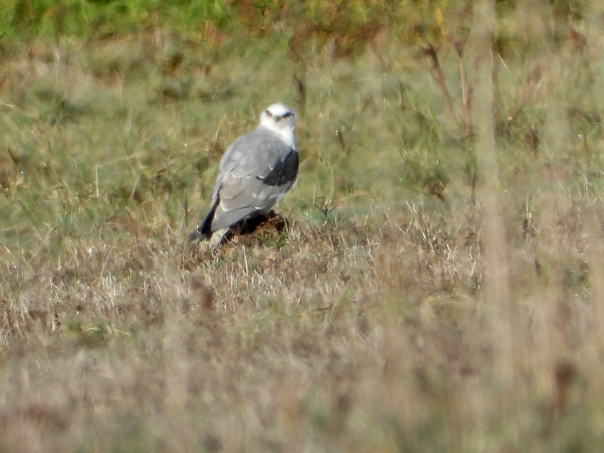 White-tailed Kite - ML644766395