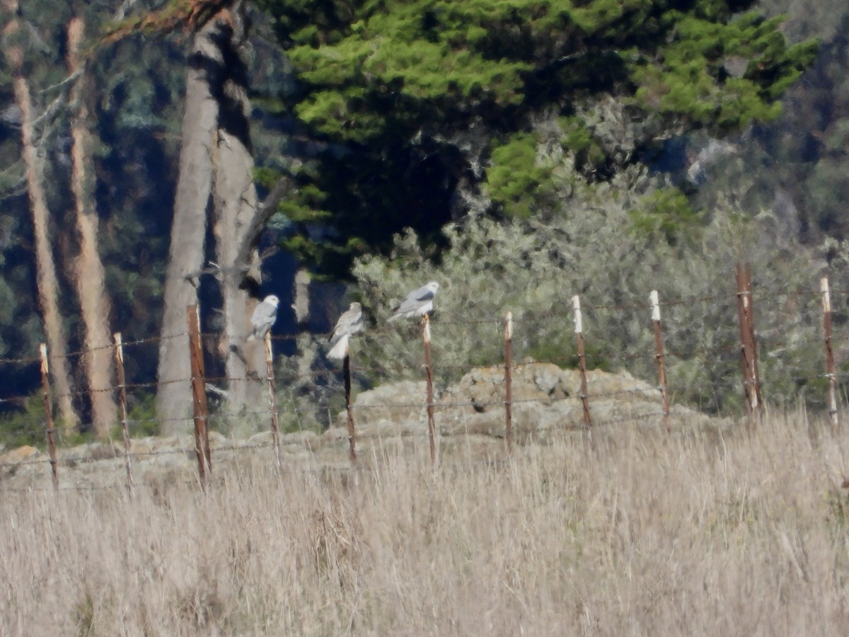 White-tailed Kite - ML644766398