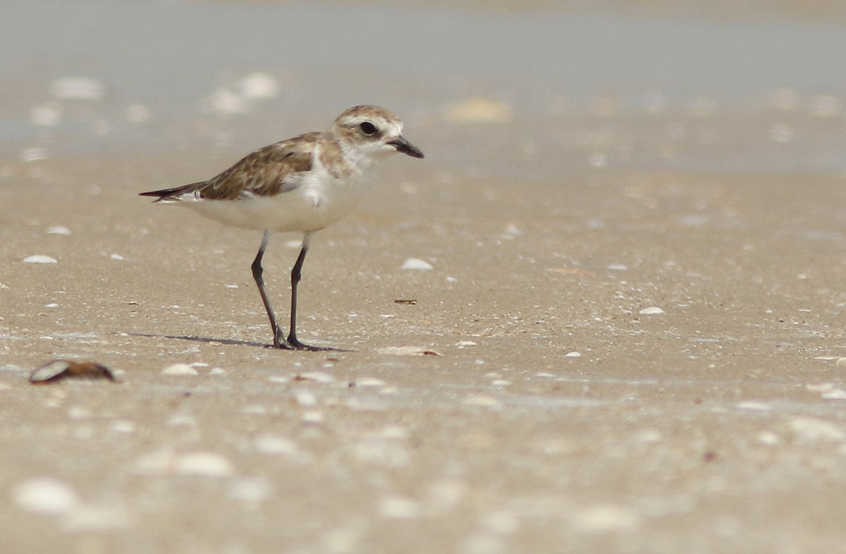 Tibetan Sand-Plover - ML644766410