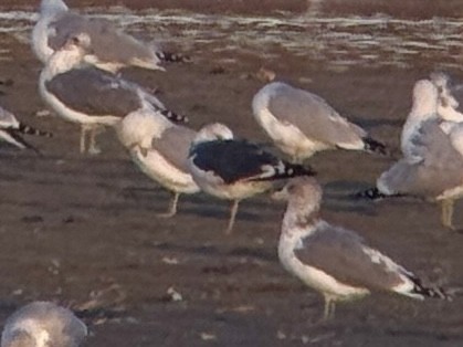 Kara Sırtlı Martı - ML644766426