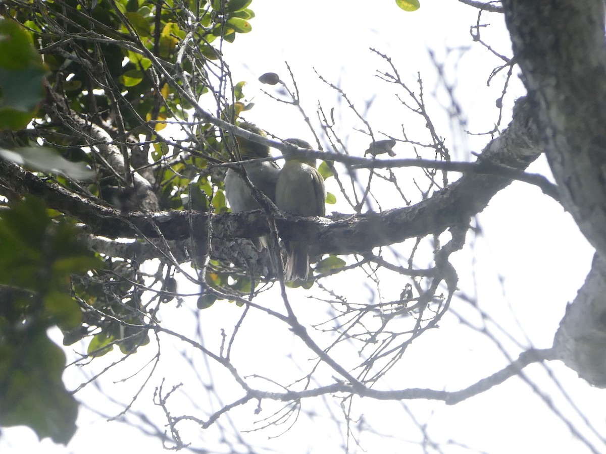 Warbling White-eye - ML644766428