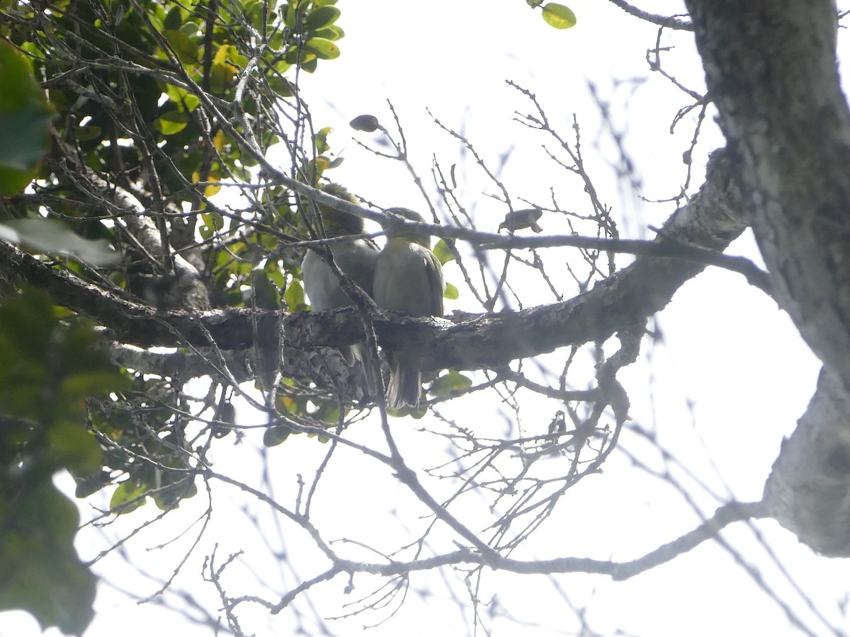 Warbling White-eye - ML644766429