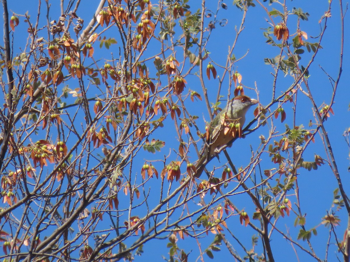 Віреон рудобровий - ML644766436