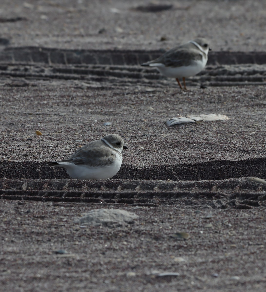 Piping Plover - ML644766451