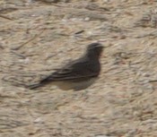 Horned Lark - ML644766458
