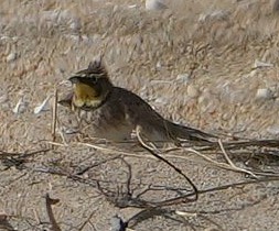 Horned Lark - ML644766459