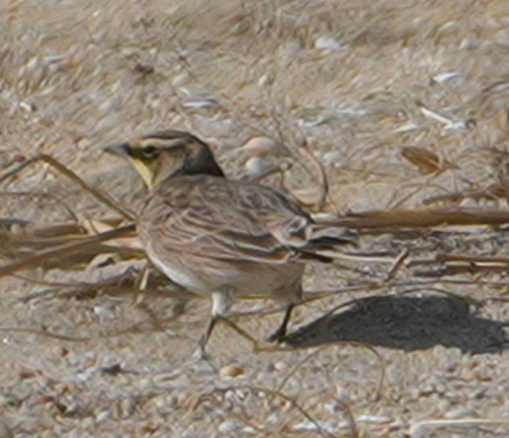 Horned Lark - ML644766460