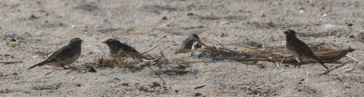 Horned Lark - ML644766461