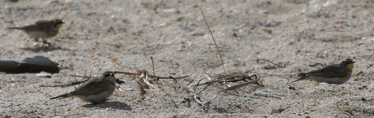 Horned Lark - ML644766462