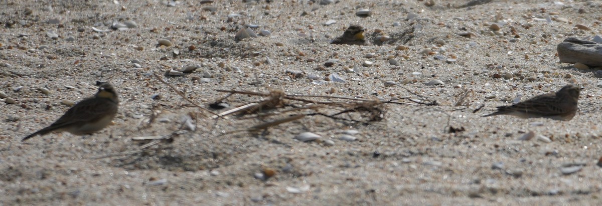 Horned Lark - ML644766463