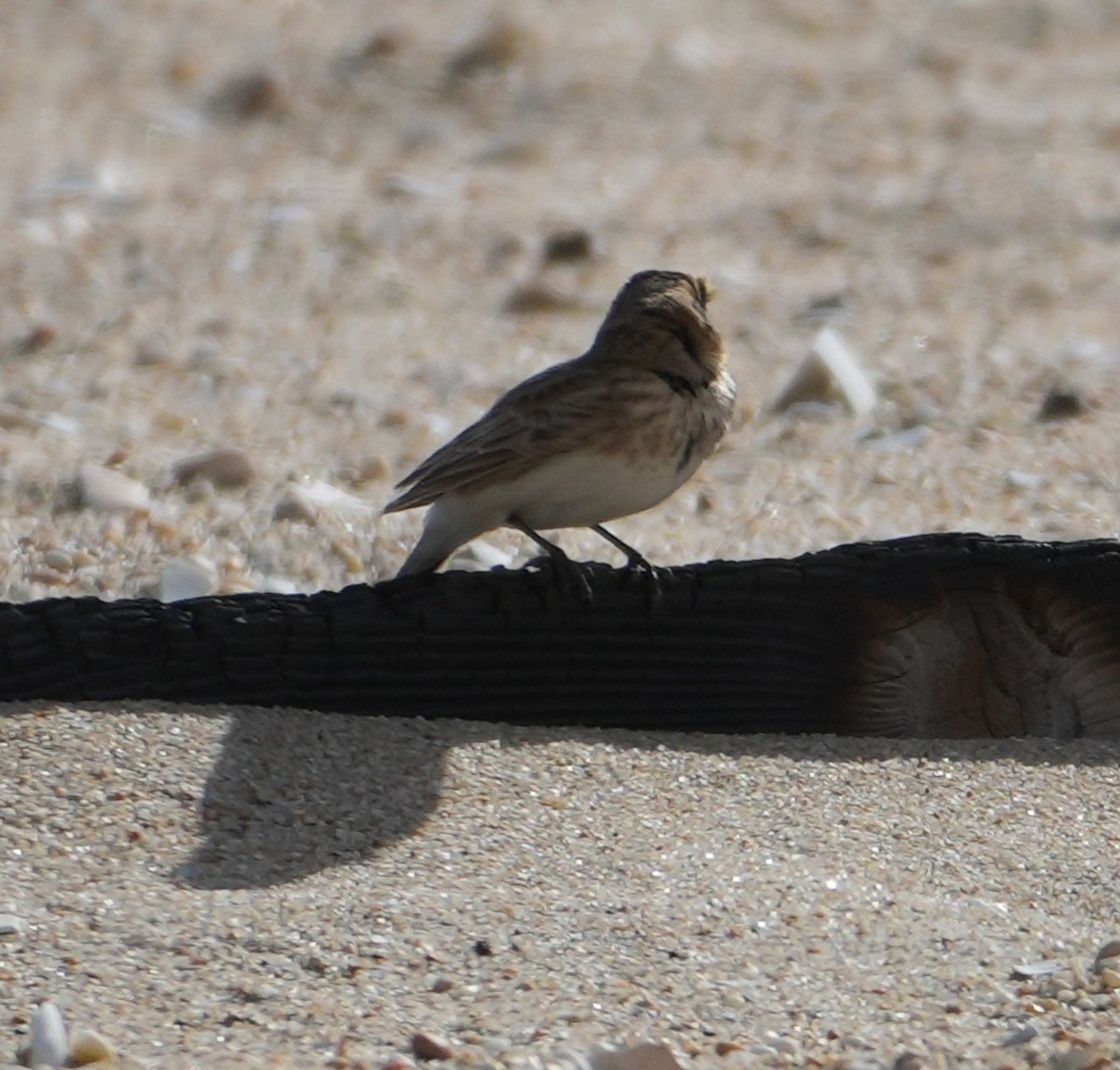 Horned Lark - ML644766464