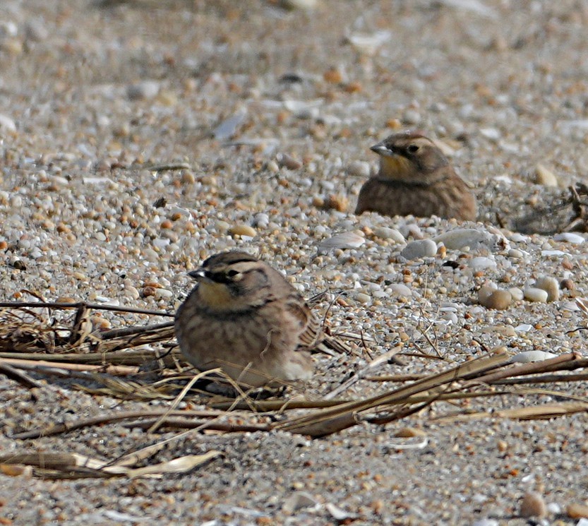 Horned Lark - ML644766465