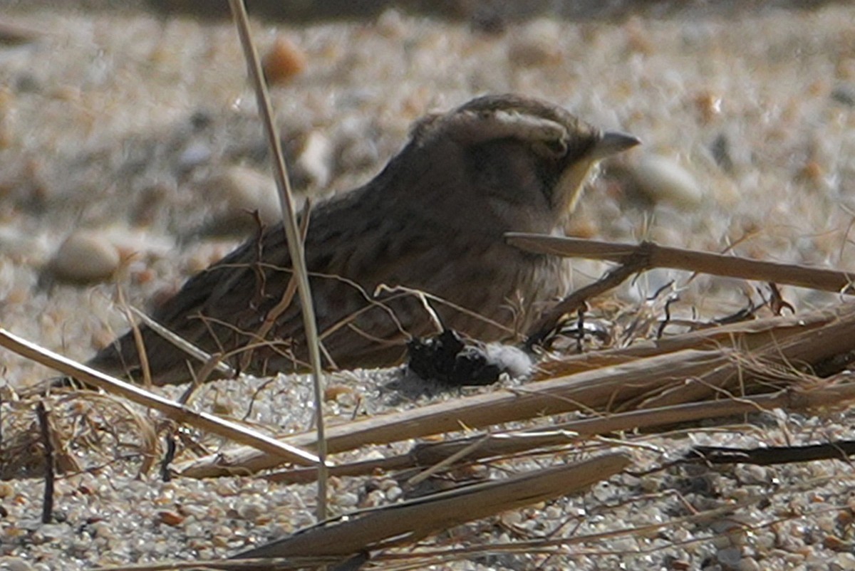 Horned Lark - ML644766466
