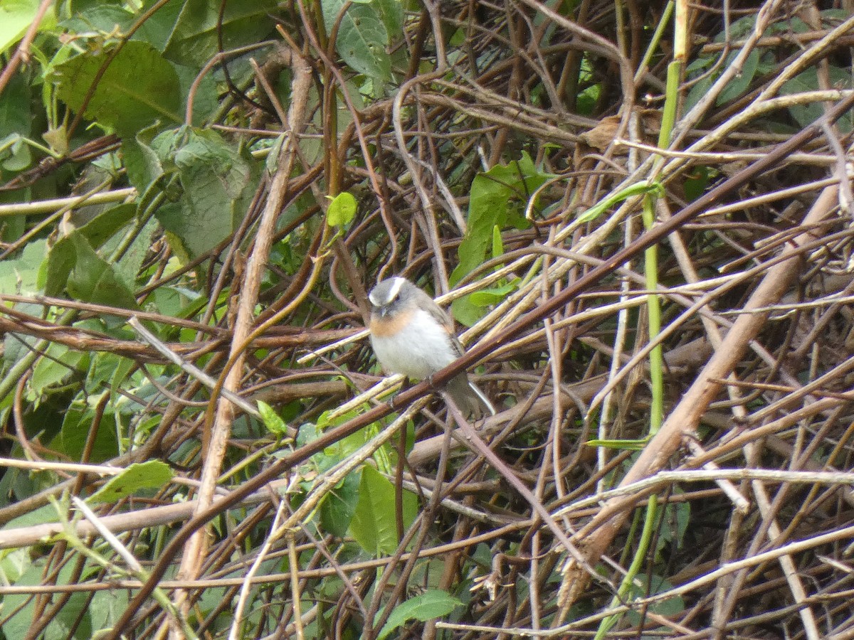 Rufous-breasted Chat-Tyrant - ML644766468