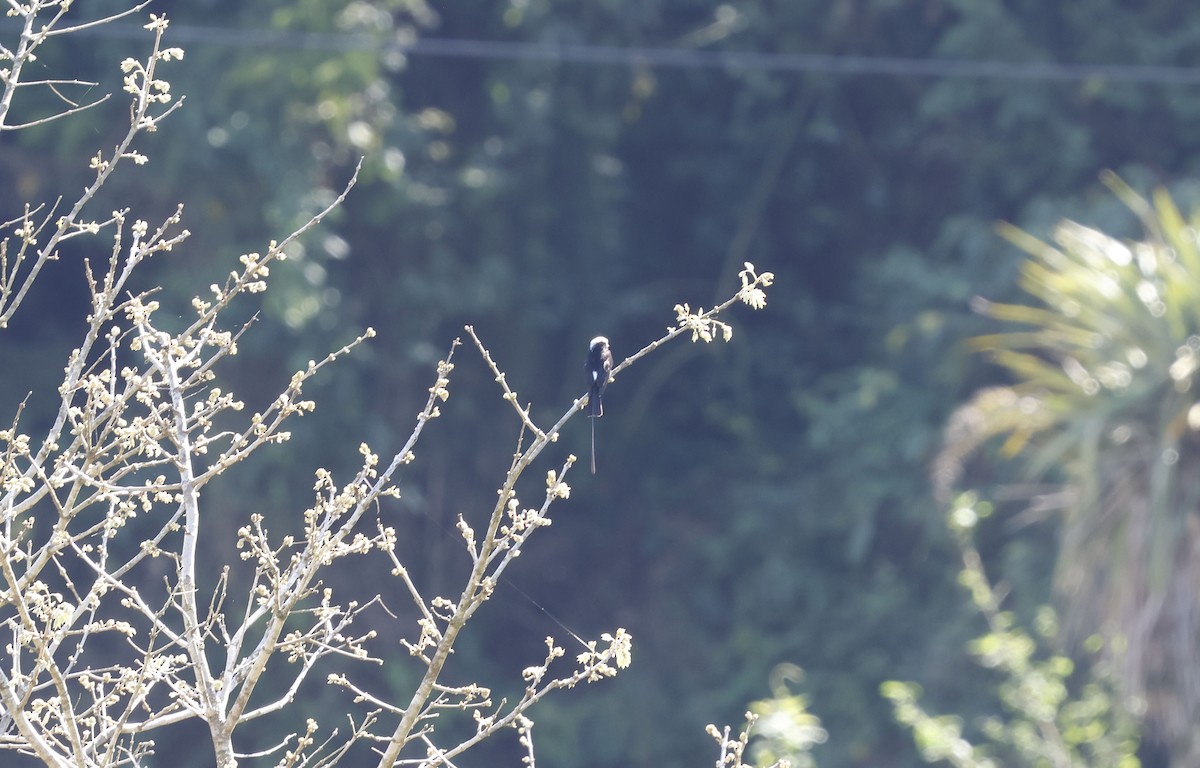 Long-tailed Tyrant - ML644766471