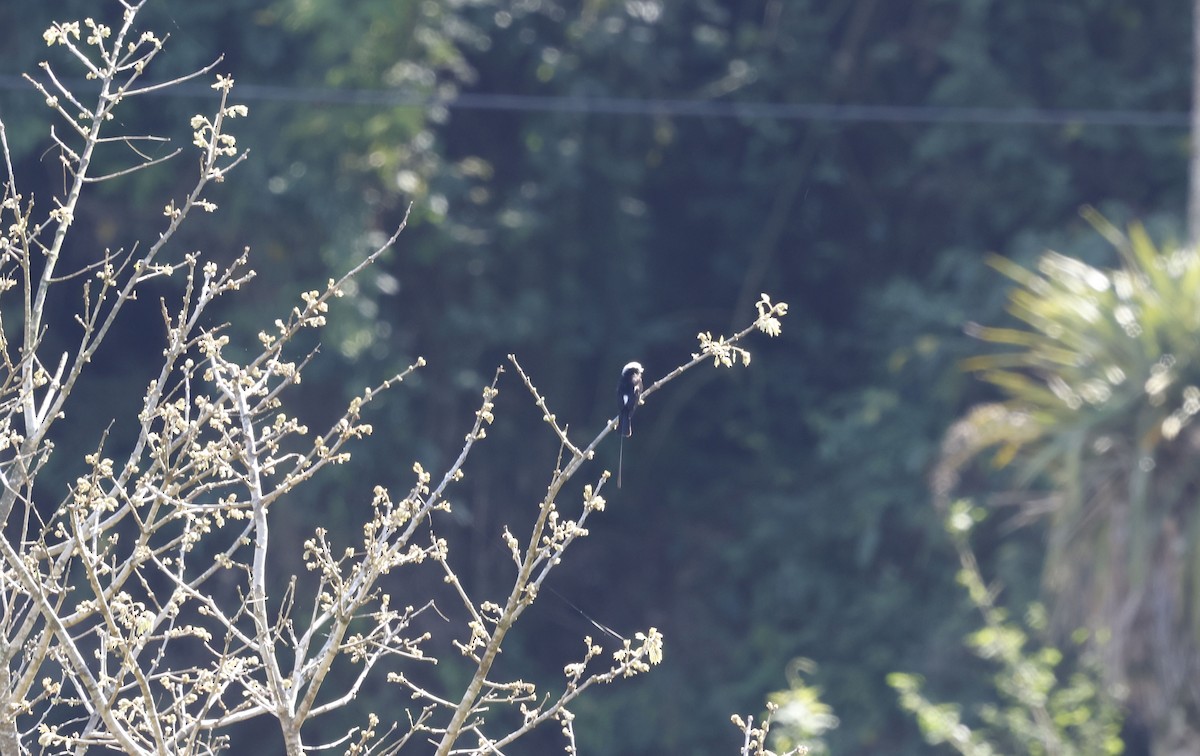 Long-tailed Tyrant - ML644766472