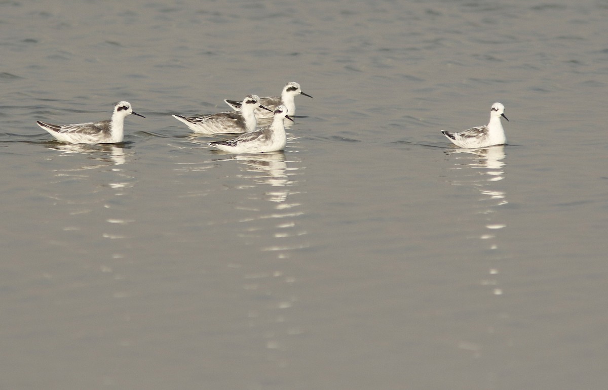 Плавунець круглодзьобий - ML644766479