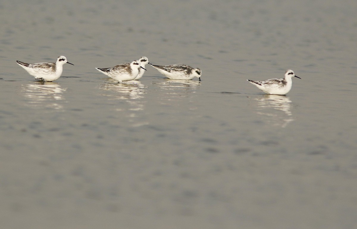 Плавунець круглодзьобий - ML644766480