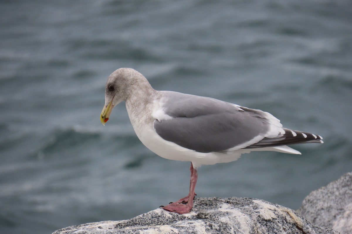 雑種 アメリカオオセグロカモメ ｘ ワシカモメ - ML644766481