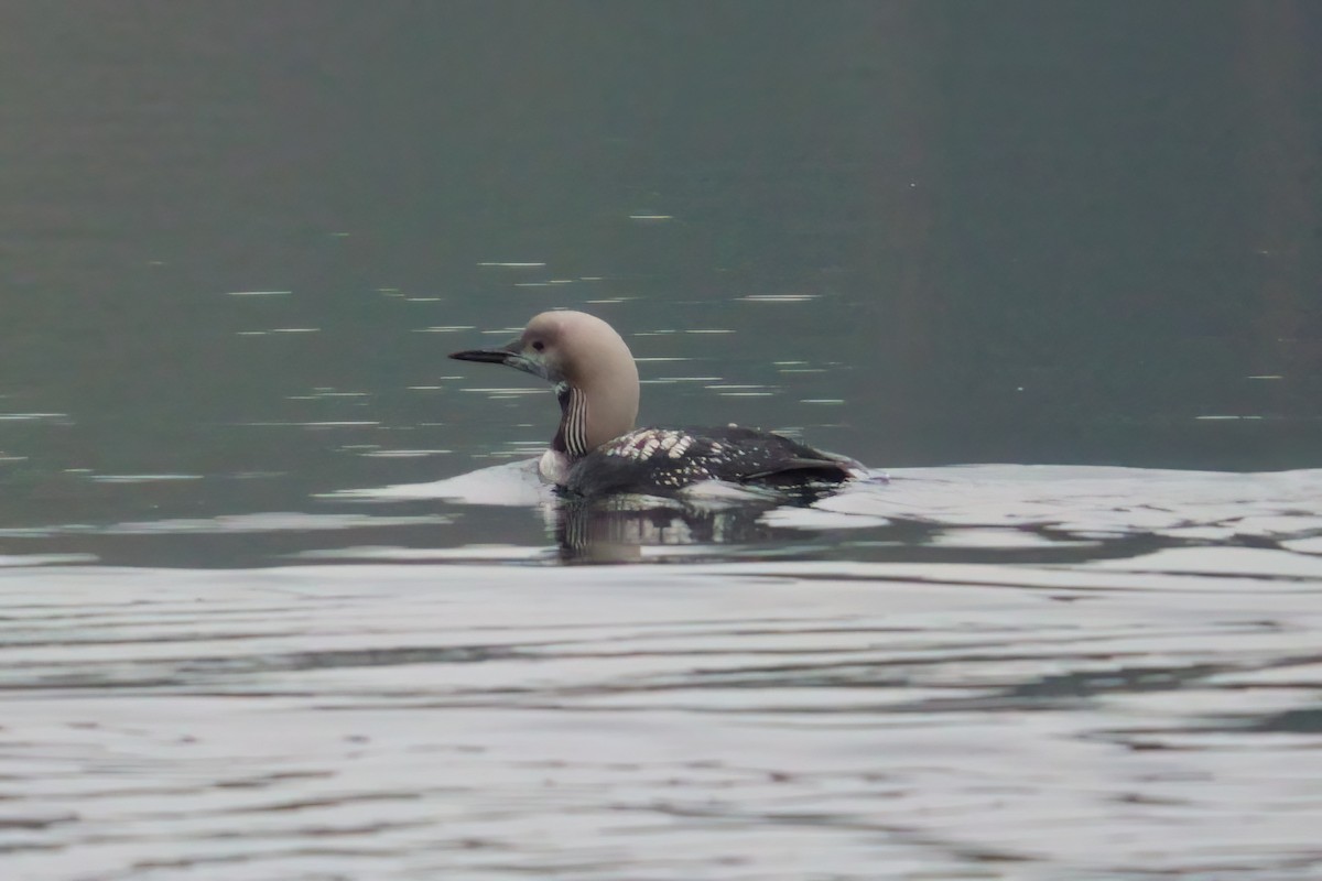 Хилэн гүеэт гахууна - ML644766483