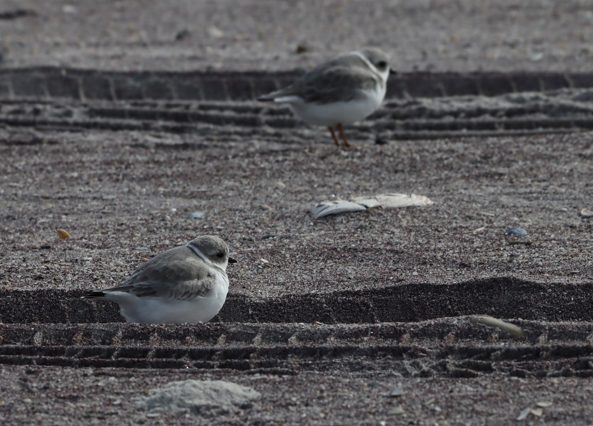 Piping Plover - ML644766486