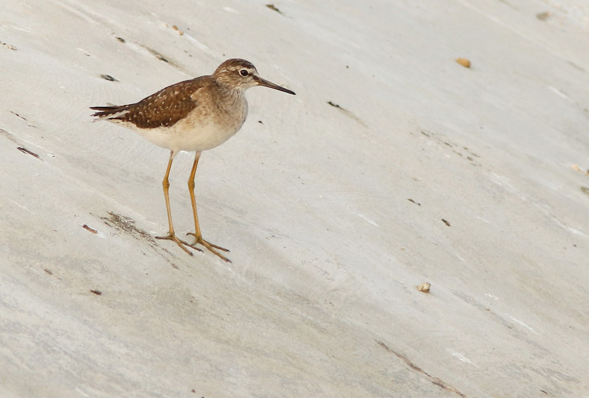 vodouš bahenní - ML644766503