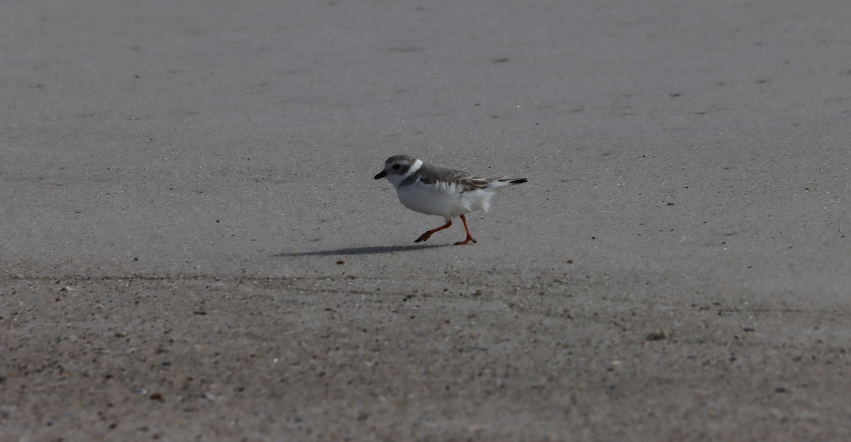 Piping Plover - ML644766504
