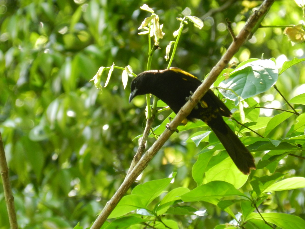 Cuban Oriole - ML644766513