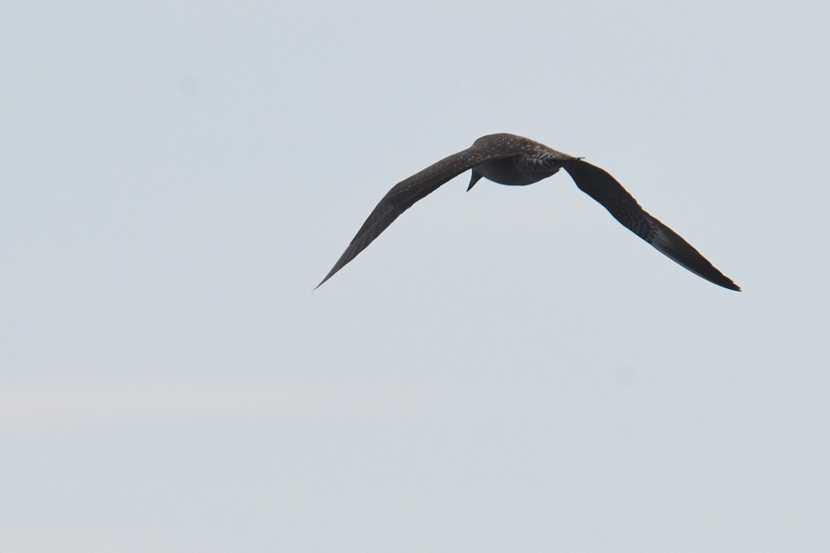 Págalo Rabero - ML644766517