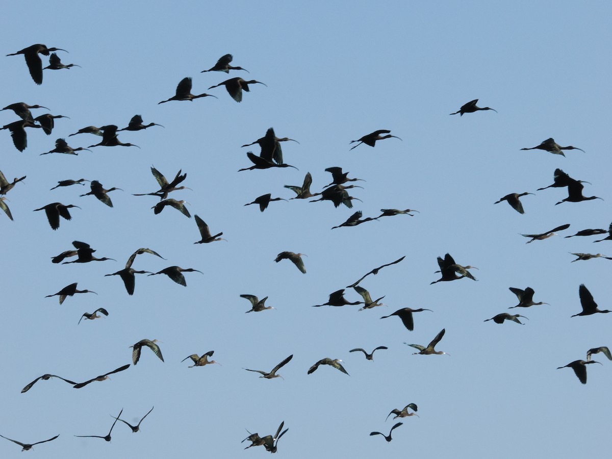 Çeltikçi/Ak Yüzlü Çeltikçi - ML644766521