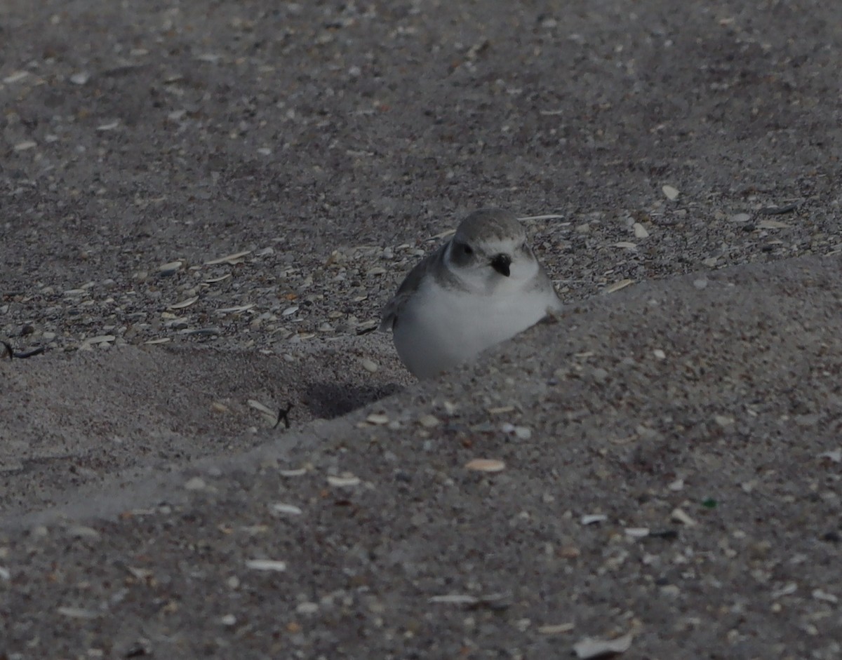 Piping Plover - ML644766525