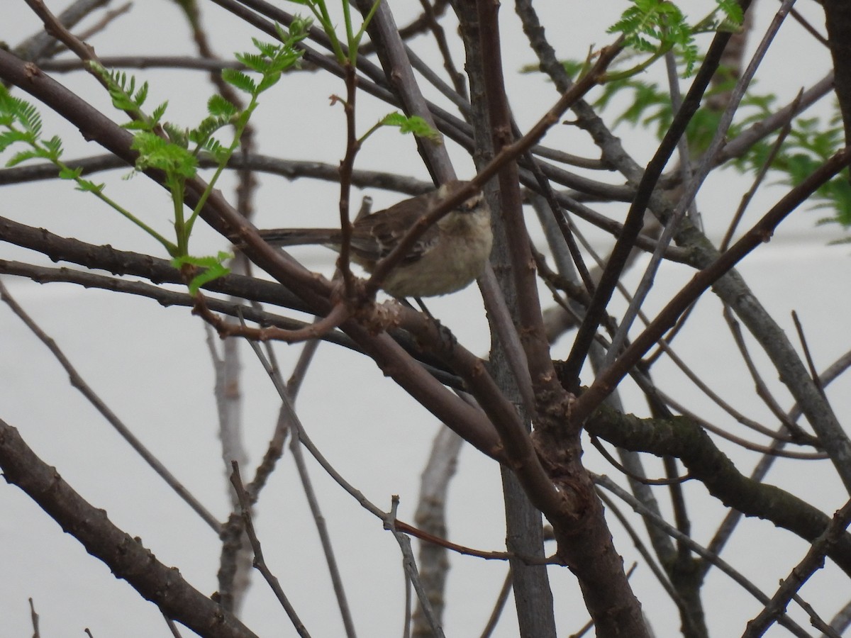 Kampo Taklitçisi - ML644766528