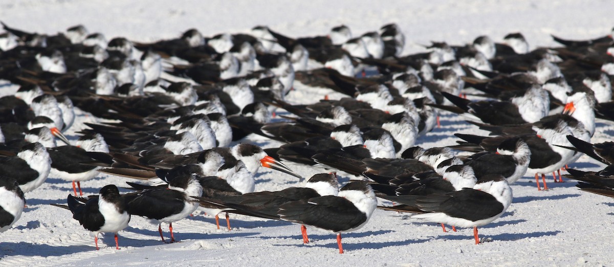 Black Skimmer - ML644766529