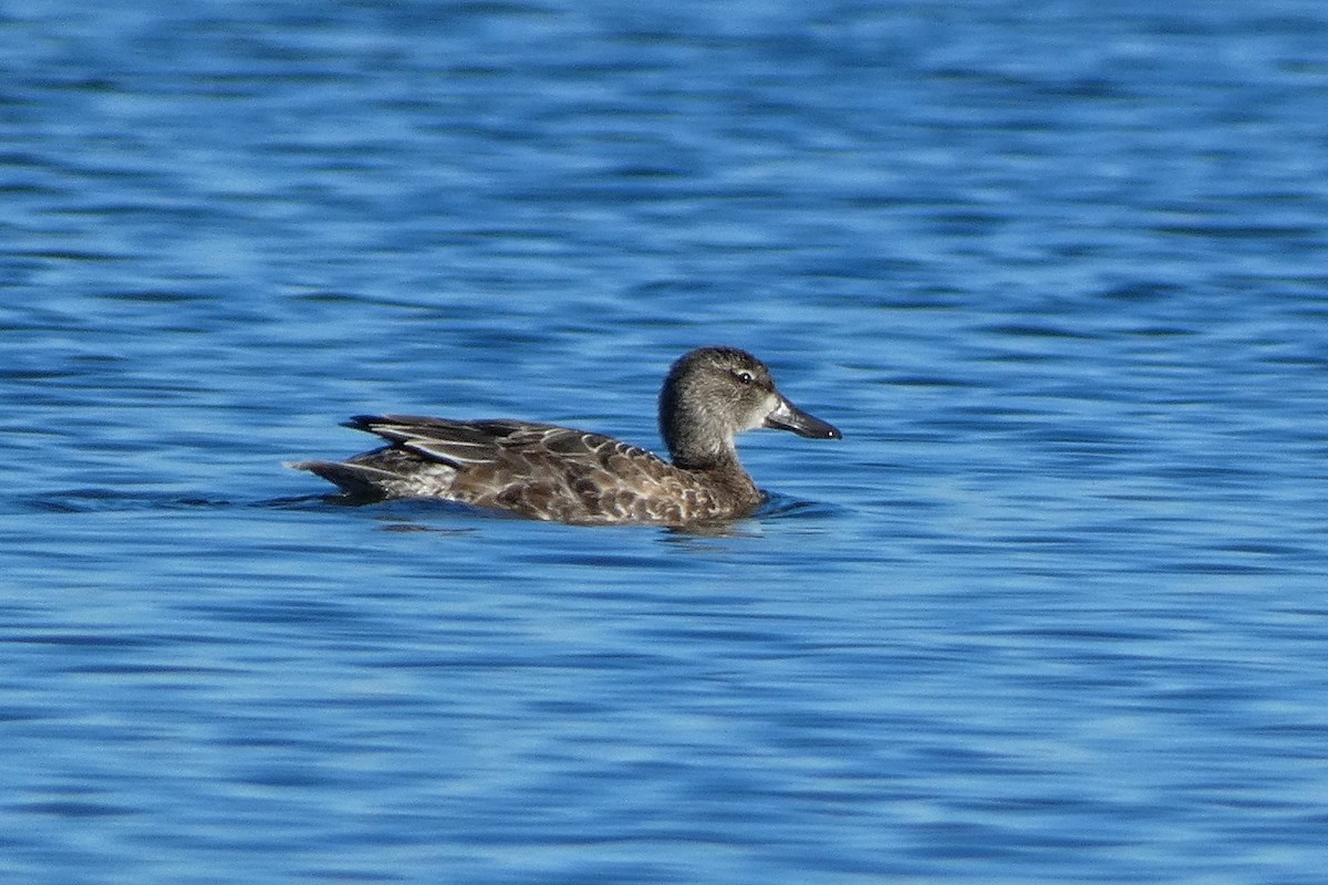 ミカヅキシマアジ - ML644766530