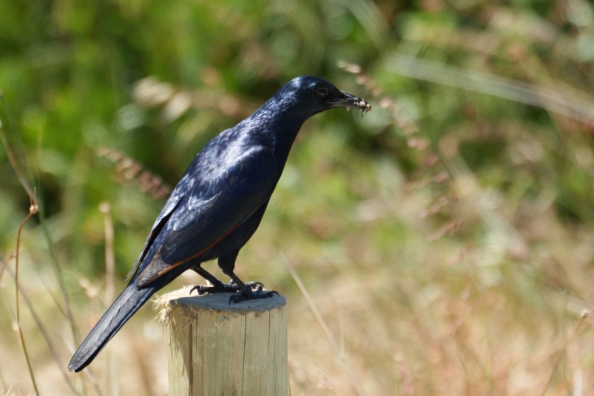Red-winged Starling - ML644766532