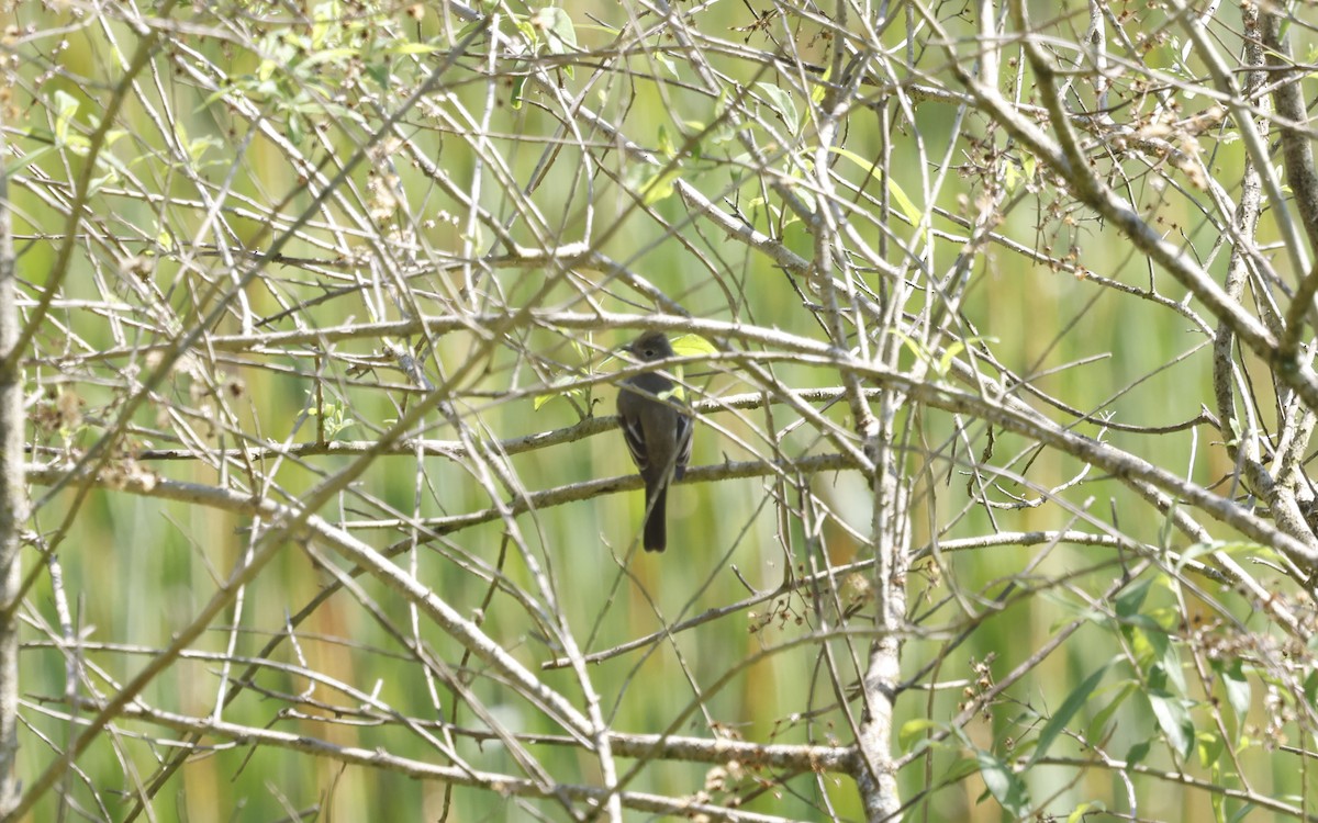 Yellow-bellied Elaenia - ML644766533