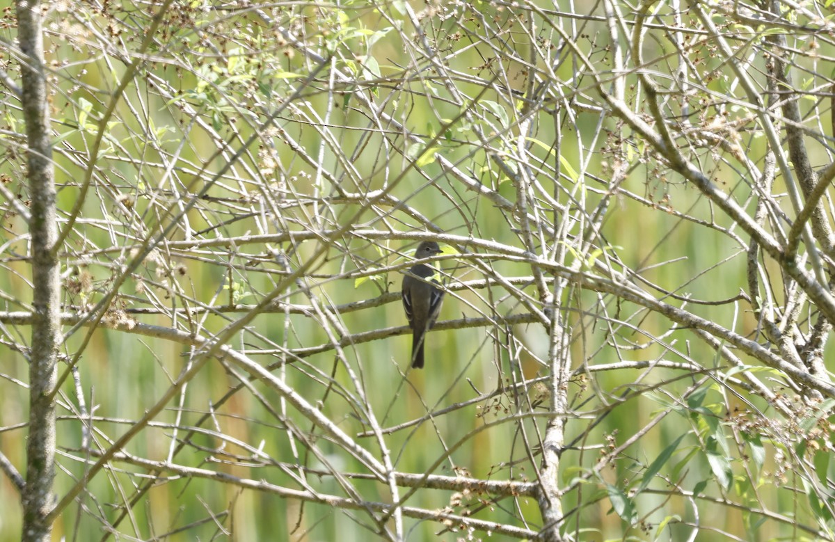 Yellow-bellied Elaenia - ML644766534