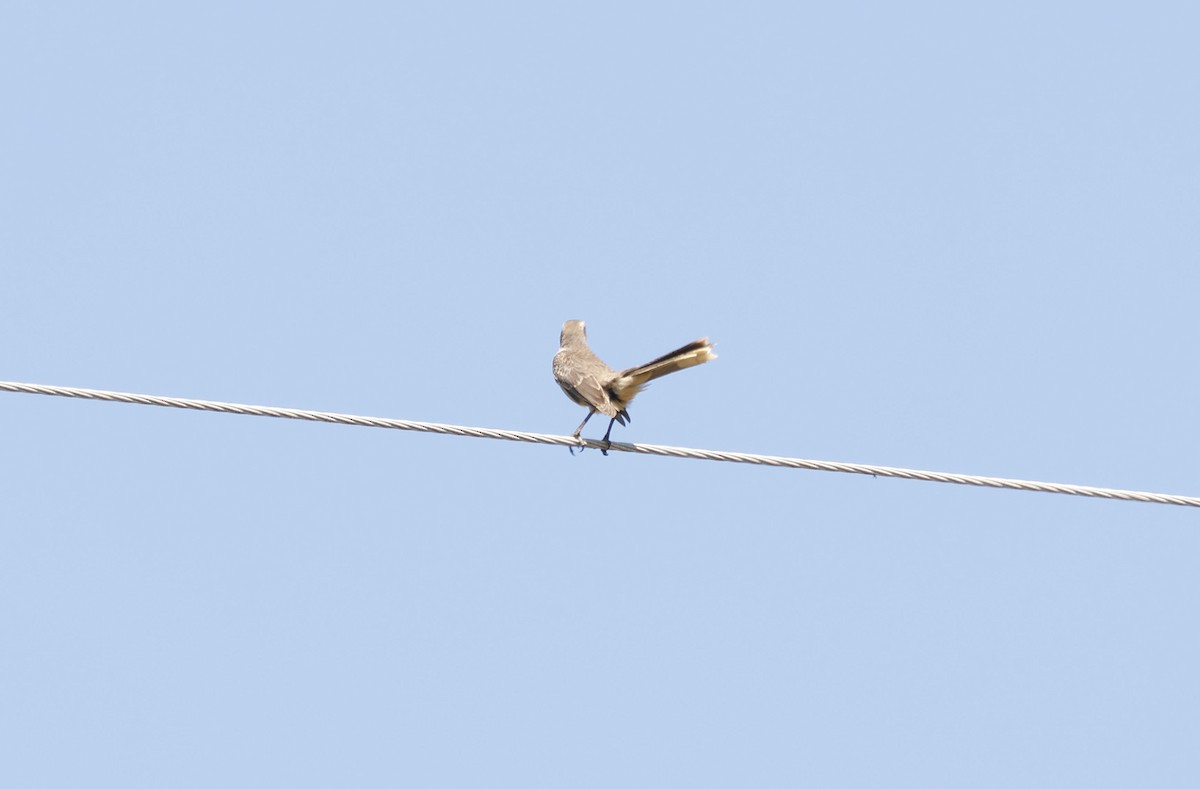 Kampo Taklitçisi - ML644766557